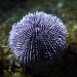 BBK-urchin.jpg